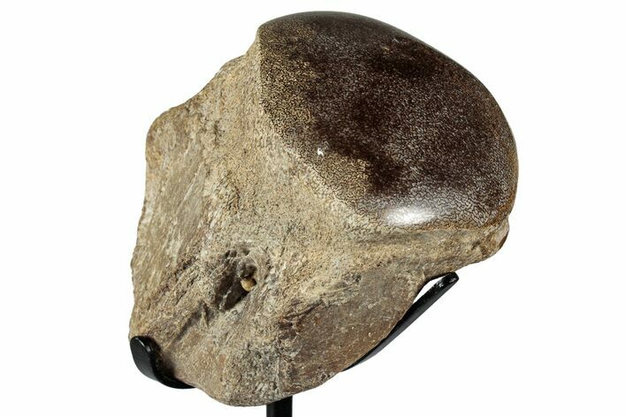 Polished Fossil Mosasaur Vertebra w/ Metal Stand - Texas #350969